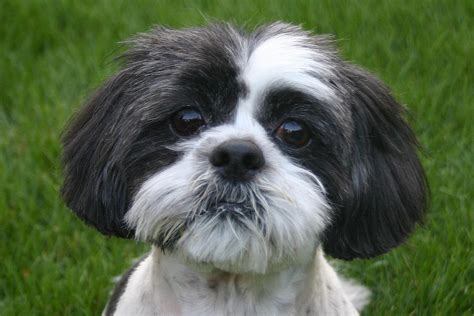 Pics of shih tzu dogs - The Shih Tzus almost went extinct during the Communist Revolution. This breed was affected by the revolution and the death of Dowager Empress Tzu Hsi, who was the main protector of Shih Tzu dogs. She had a breeding program that unfortunately fell apart after her death, resulting in a decrease in Shih Tzu puppies in that period.